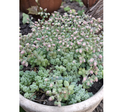 Седум грунтопокривний кімнатний Мелоні (Sedum dashifillum melony)  